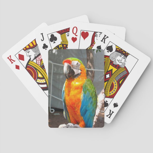 Parrot, playing cards, nature, birds playing cards (Back)