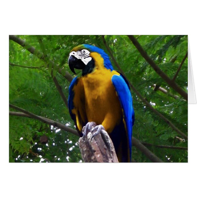 Parrot Pose ~ Card (Front Horizontal)