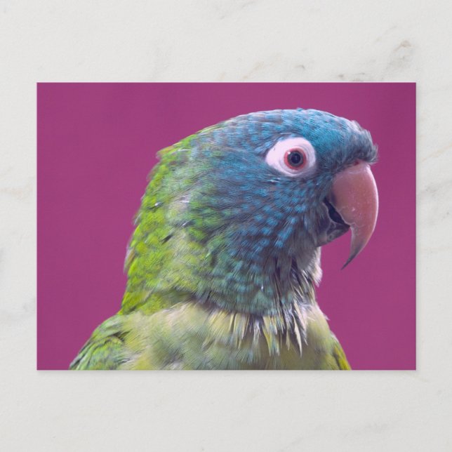 Parrot Post Card (Front)