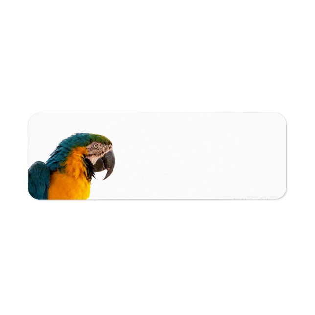 Parrot Post-it Notes (Front)
