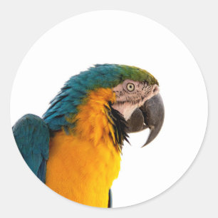 Parrot Post-it Notes Classic Round Sticker