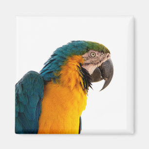 Parrot Post-it Notes Magnet