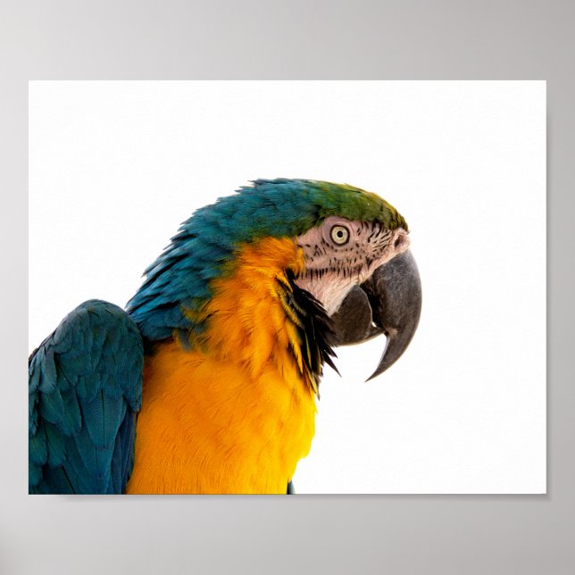 Parrot Post-it Notes Poster (Front)