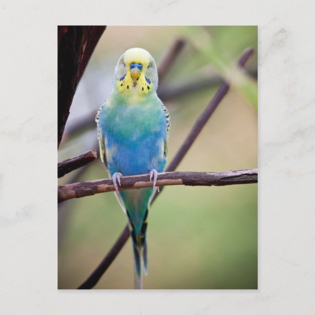 Parrot Postcard (Front)