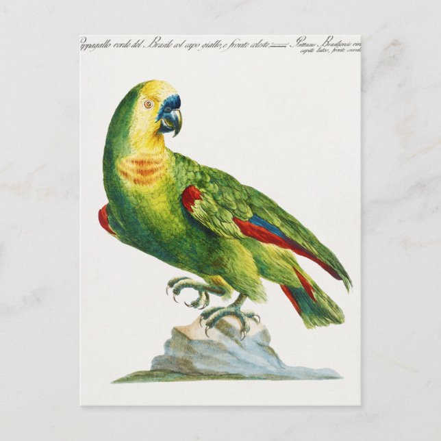 Parrot  postcard (Front)