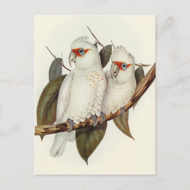 Parrot  postcard (Front)