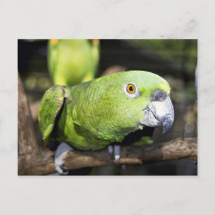 Parrot Postcard