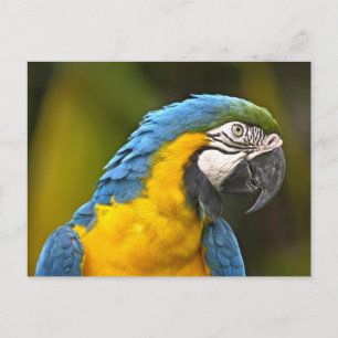 Parrot Postcard