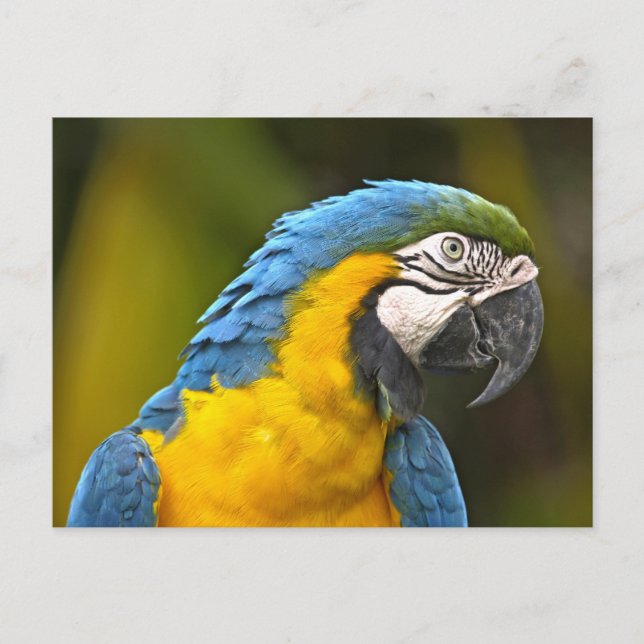 Parrot Postcard (Front)