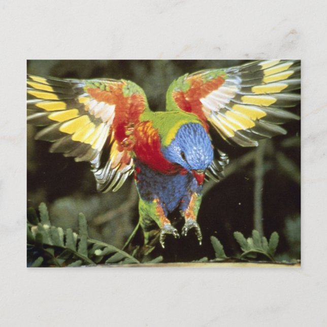 Parrot Postcard (Front)
