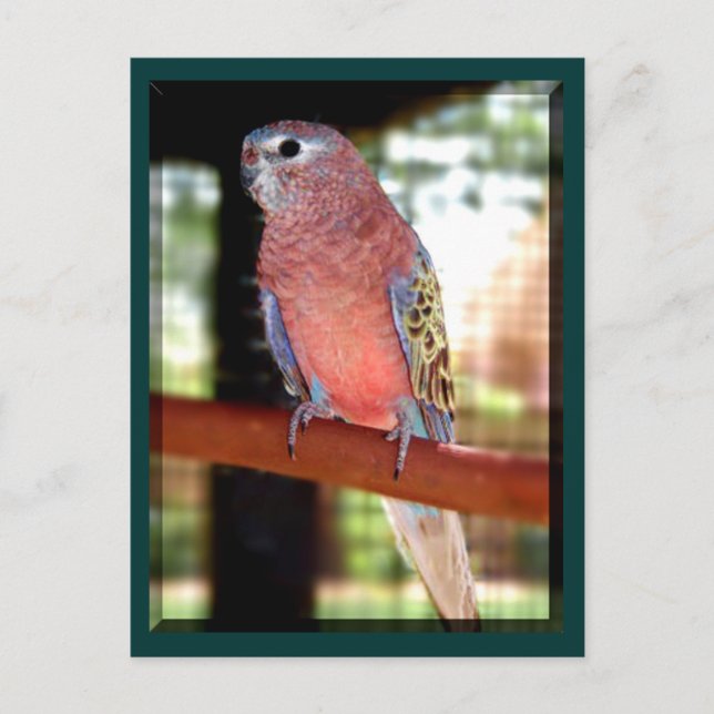 parrot postcards (Front)