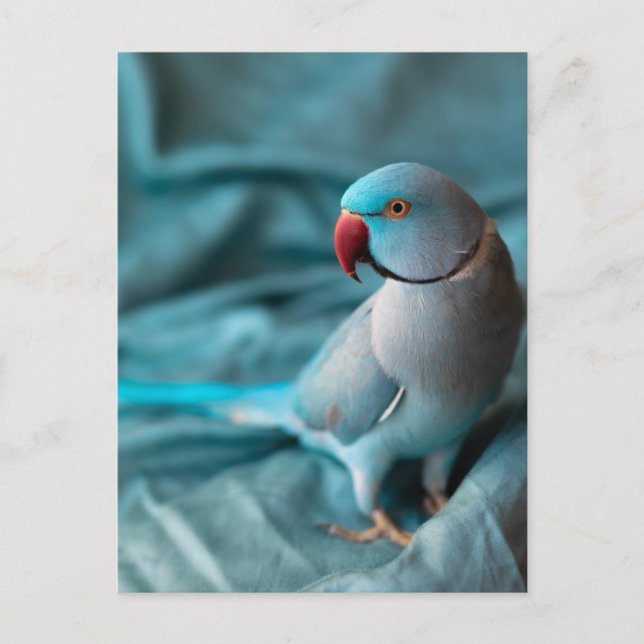 parrot postcards (Front)