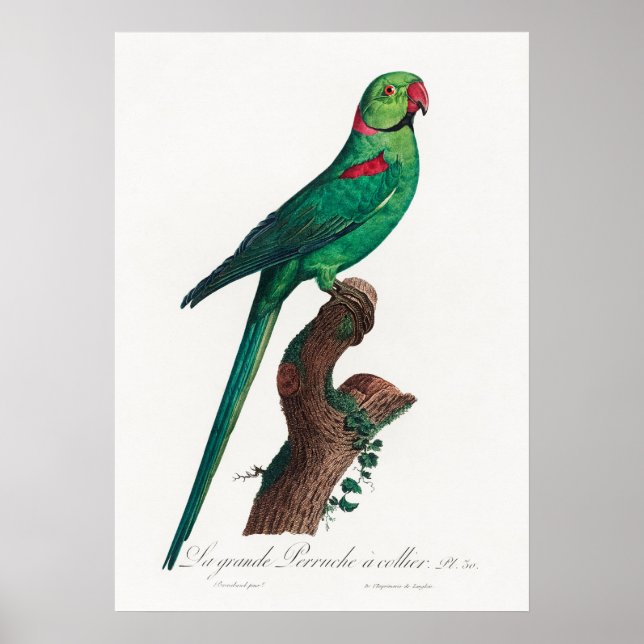 Parrot Poster (Front)