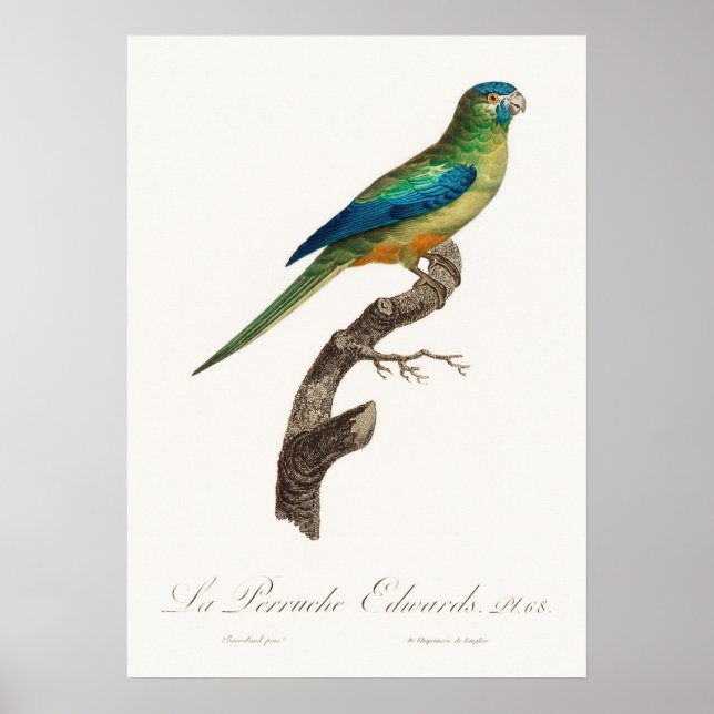 Parrot Poster (Front)