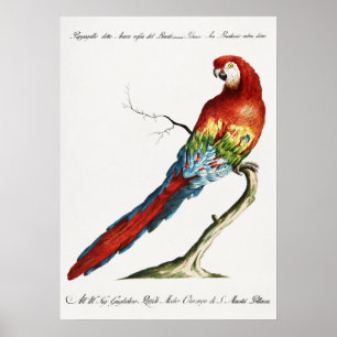 Parrot Poster