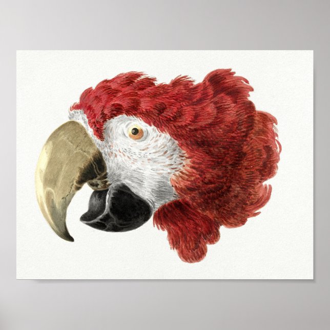 Parrot Poster (Front)