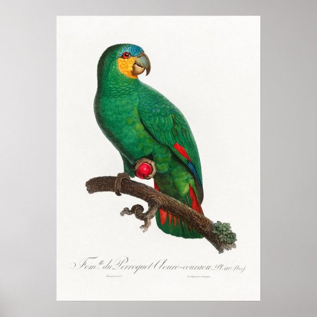 Parrot Poster (Front)