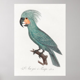 Parrot Poster