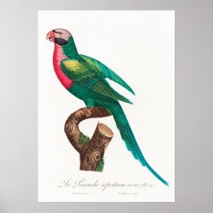 Parrot Poster