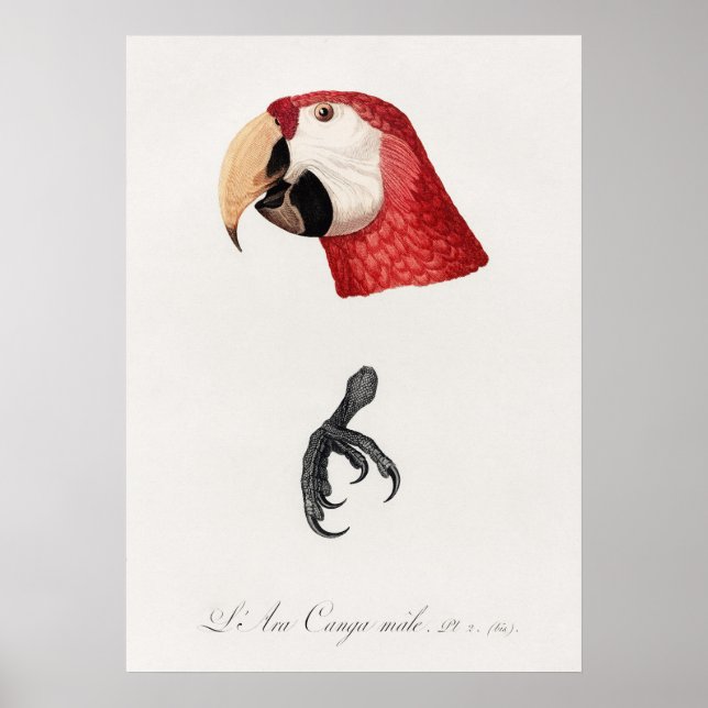 Parrot Poster (Front)