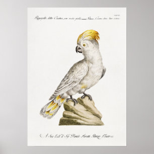 Parrot Poster