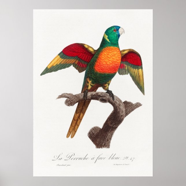 Parrot Poster (Front)