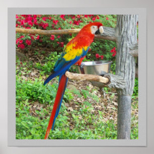 Parrot Poster