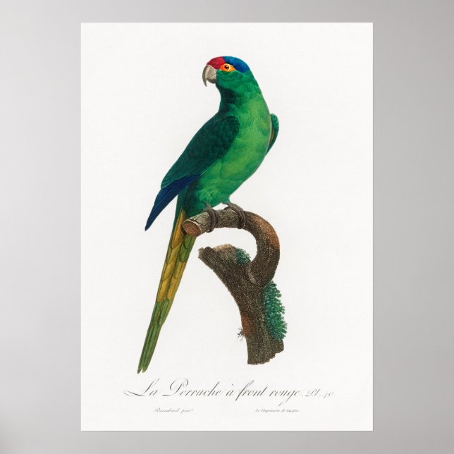 Parrot Poster (Front)