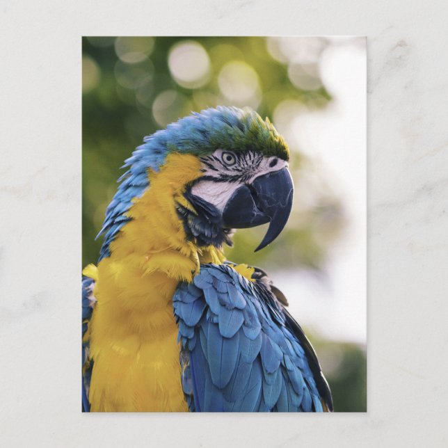 Parrot Profile Portrait Photograph Postcard (Front)