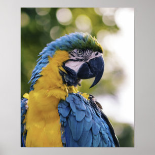 Parrot Profile Portrait Photograph Poster