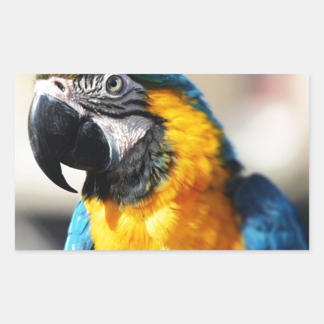 parrot rectangular sticker (Front)