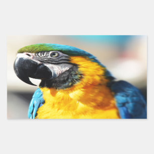 parrot rectangular sticker