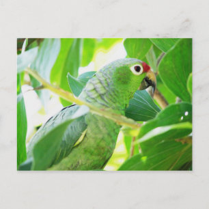 Parrot, Rio Chagres, Panama Postcard