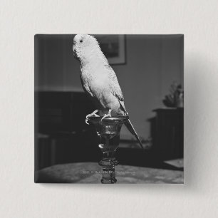 Parrot sitting on candlestick B&W 15 Cm Square Badge