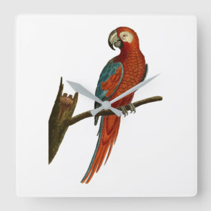 Parrot Square Wall Clock