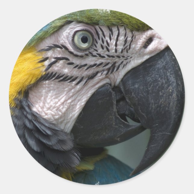 Parrot Sticker (Front)