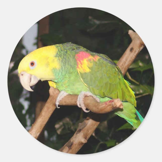 Parrot sticker (Front)