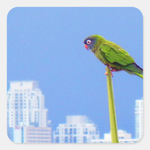 ~Parrot~ STICKER, ADVERTISE, CUSTOMIZE Square Sticker
