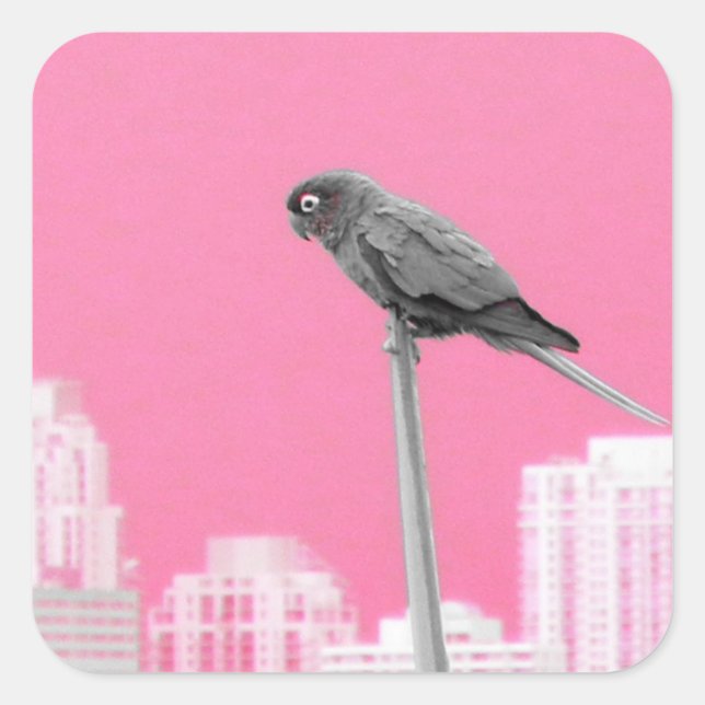 ~Parrot~ STICKER, ADVERTISE, CUSTOMIZE Square Sticker (Front)