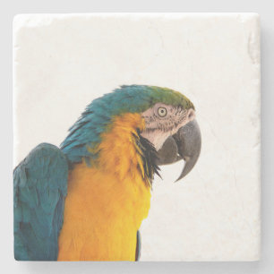 Parrot stone coaster