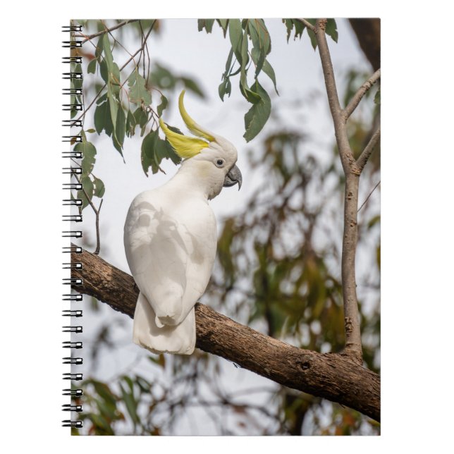 parrot, sulphur-crested cockatoo, bird notebook (Front)
