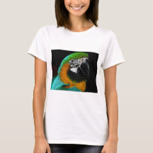 Parrot