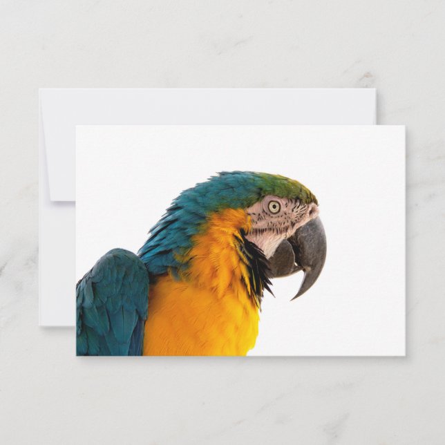 Parrot  thank you card (Front)