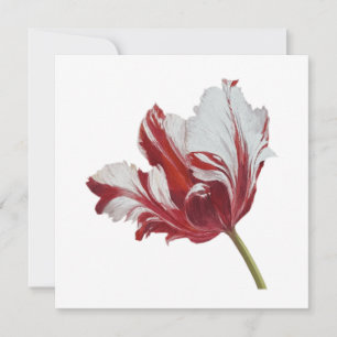 Parrot Tulip 10x  Card