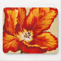 Parrot Tulip I