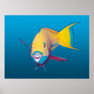 Parrotfish Close-up! Gradient blue background    Poster