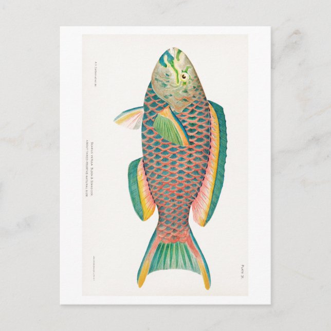 "PARROTFISH" SEALIFE POSTCARD (Front)