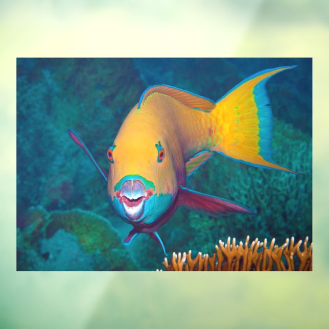 Parrotfish - Striking Make-Up! Colourful photo |  (Sheet 3)