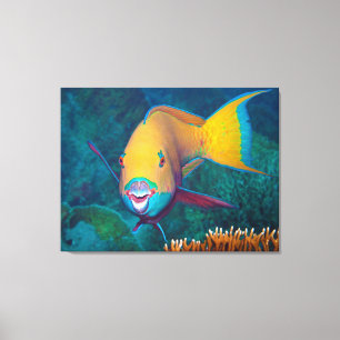 Parrotfish - Striking Make-Up! Colourful photo    Canvas Print