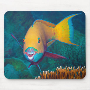 Parrotfish - Striking Make-Up! Colourful photo Mouse Pad